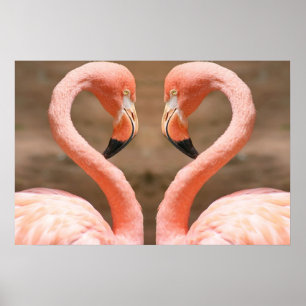 Pôster Amor do flamingo