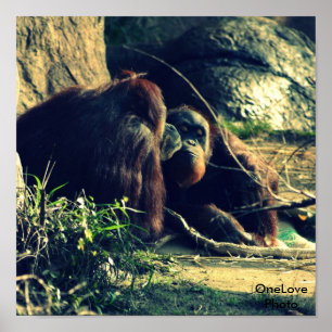 Poster Amor do macaco