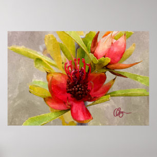 Pôster Amor do Protea