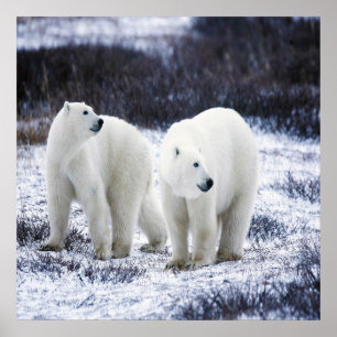 Pôster Amor do urso polar