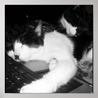 Pôster Amor gatinho...