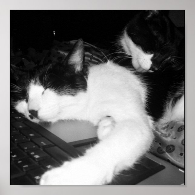 Pôster Amor gatinho... (Frente)