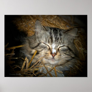 Poster Amor Gato Selvagem Dormindo em Cama de Palha Foto