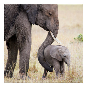 Pôster Amor maternal