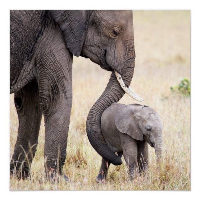 Pôster Amor maternal (Frente)