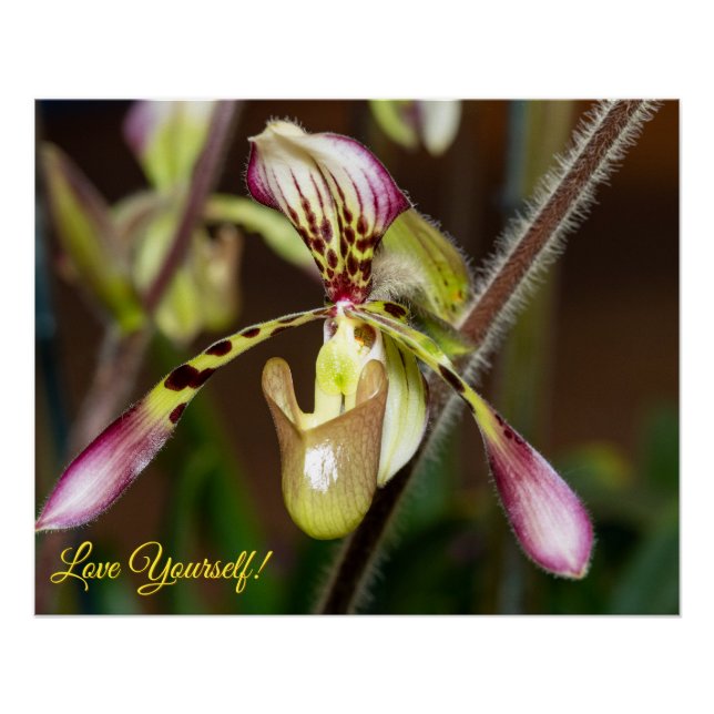 Pôster Amor Próprio Orquídea (Frente)