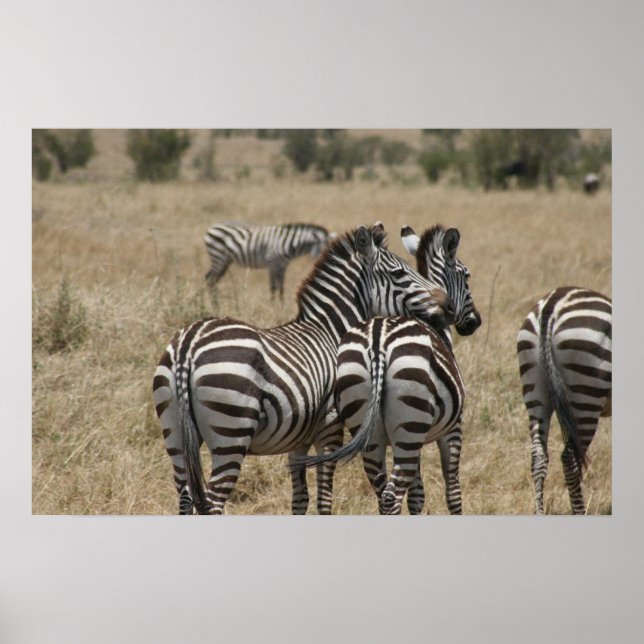 Pôster amor zebra (Frente)