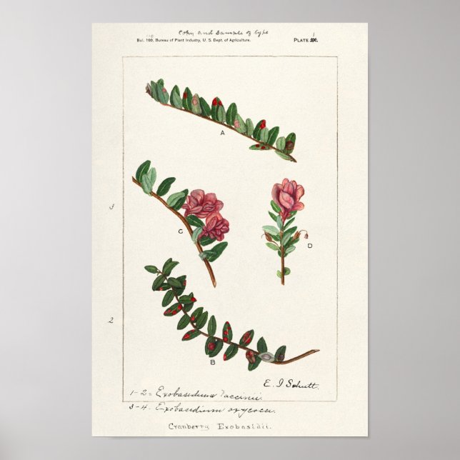 Poster Amoreira Americana (Vaccinium Macrocarpon) (Frente)