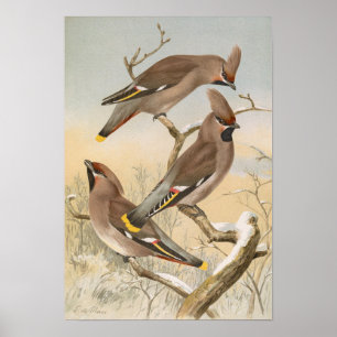 Poster Ampelis garrulus por Johann Friedrich Naumann