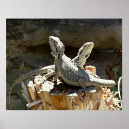 Pôster Amphion e Zethus