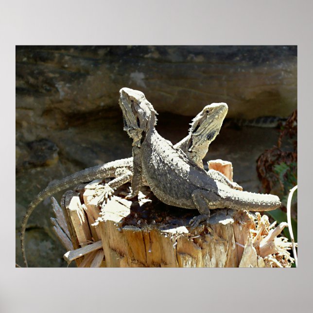 Pôster Amphion e Zethus (Frente)