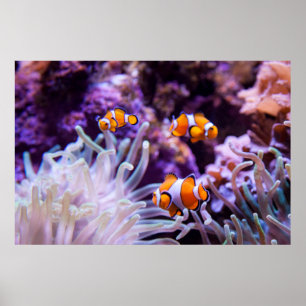 Poster Amphiprion Ocellaris de Ocellaris Clownfish  