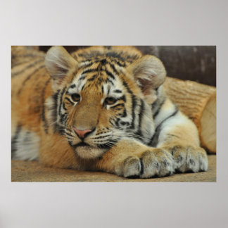 Pôster Amur Tiger Cub
