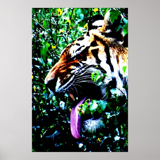 Poster Amur Tiger Wapa (Frente)