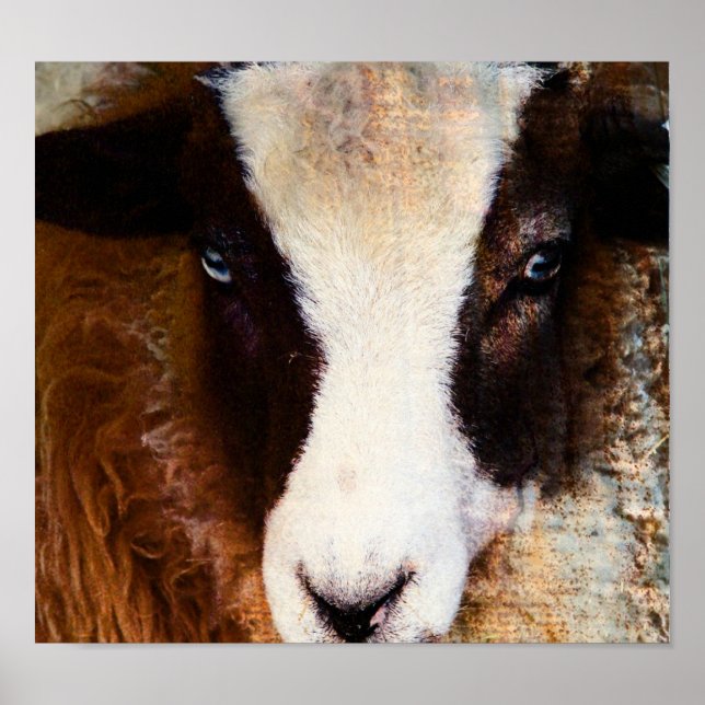 Poster Amy The Ewe (Frente)