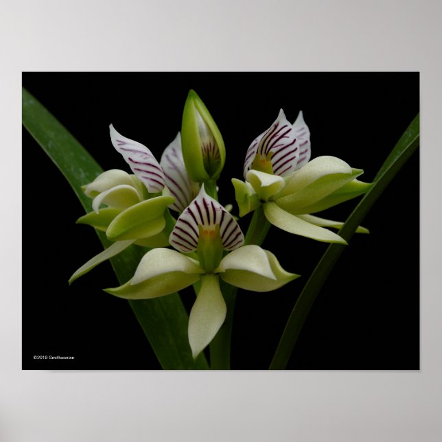 Poster Anacheilium Chacoense (Frente)