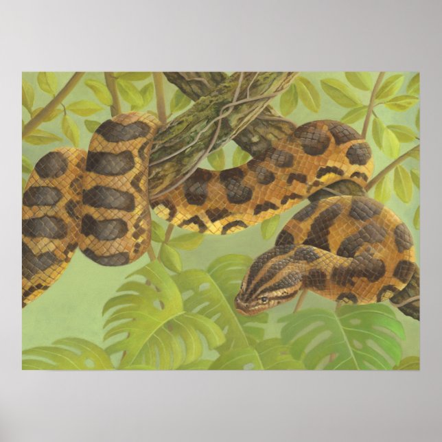 Pôster Anaconda (Frente)