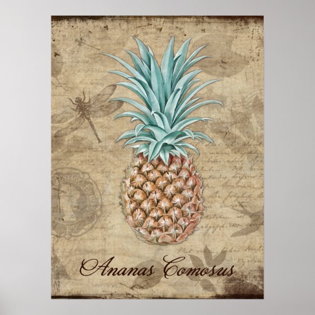Poster Ananas Comosus - História Natural (Frente)