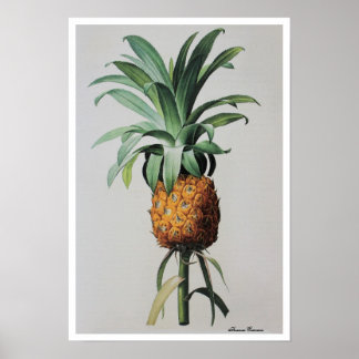 Pôster Ananas de Desenho Antigas Comosus