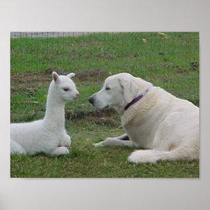 Poster Anatólia Shepherd e Alpaca Cria
