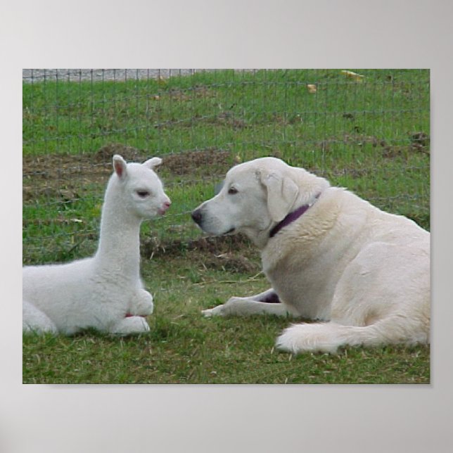 Poster Anatólia Shepherd e Alpaca Cria (Frente)