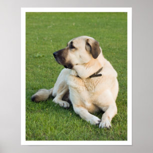 Poster Anatolian Shepherd