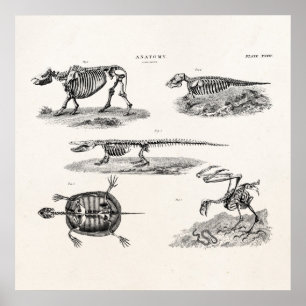 Pôster Anatomia antiga dos esqueletos animais dos 1800s