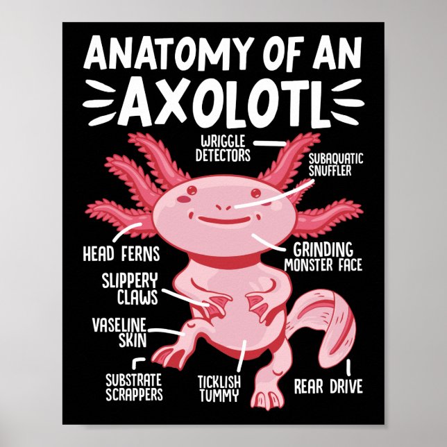 Poster Anatomia Axolotls De Um Axolotl Kawaii (Frente)
