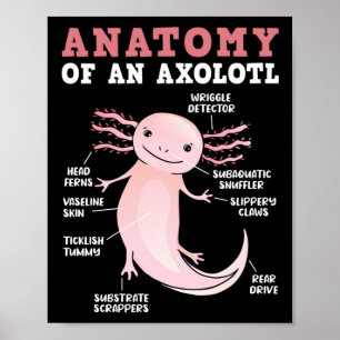 Poster Anatomia Axolotls De Um Axolotl Kawaii