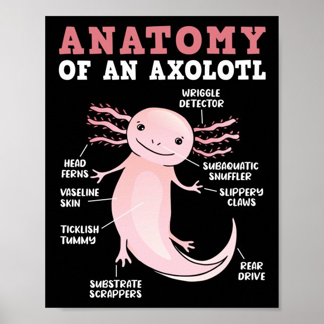 Poster Anatomia Axolotls De Um Axolotl Kawaii (Frente)