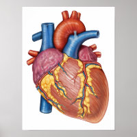 Anatomia bruta do coração humano