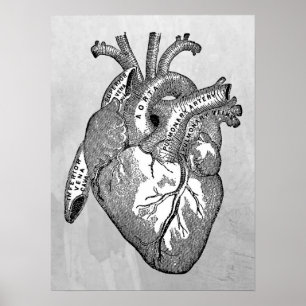 Pôster anatomia cardíaca vintage