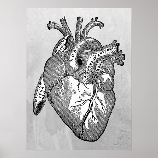 Pôster anatomia cardíaca vintage (Frente)