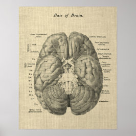 Poster Anatomia cerebral Art nº 1 com fundo creme