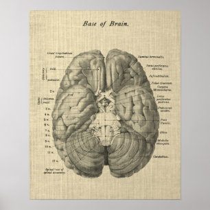 Poster Anatomia cerebral Art nº 1 com fundo creme