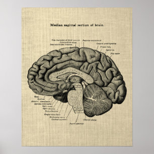 Poster Anatomia cerebral n.o 2 com fundo creme