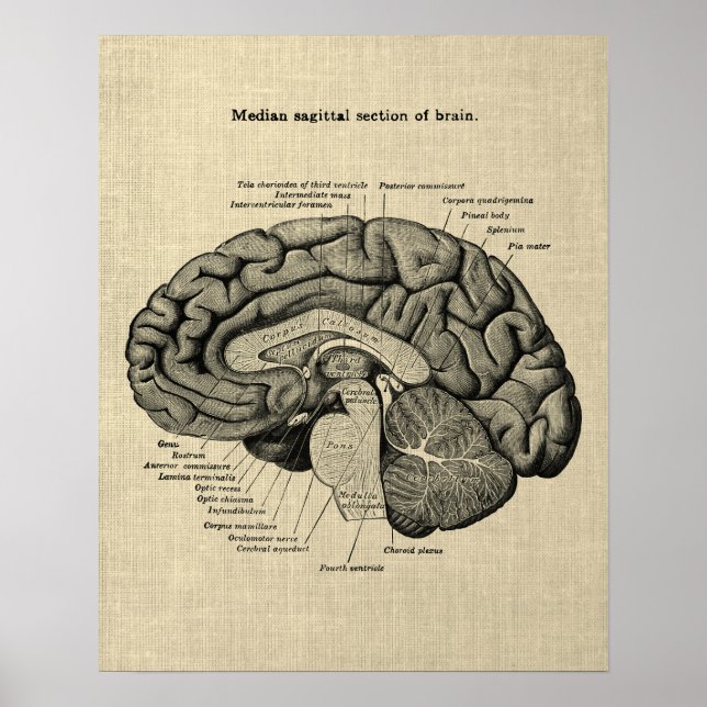 Poster Anatomia cerebral n.o 2 com fundo creme (Frente)