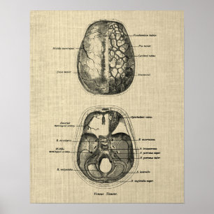 Poster Anatomia cerebral n.o 5 com fundo creme