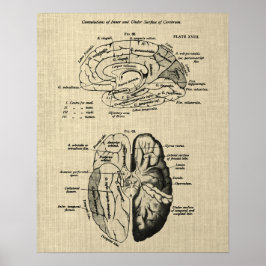 Poster Anatomia cerebral n.o 6 com fundo creme
