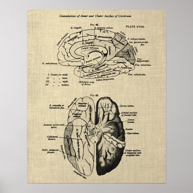 Poster Anatomia cerebral n.o 6 com fundo creme (Frente)