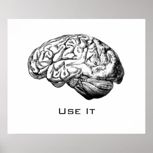 Pôster Anatomia cerebral - Use-a