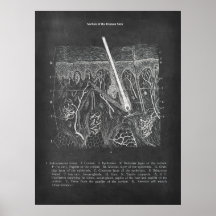 Anatomia cutânea Visão Secundária Decor Dermatolog