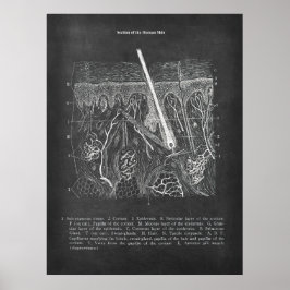 Poster Anatomia cutânea Visão Secundária Decor Dermatolog