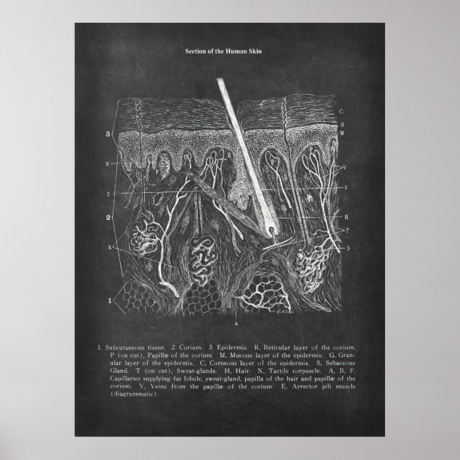 Poster Anatomia cutânea Visão Secundária Decor Dermatolog (Frente)