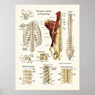 Poster Anatomia da coluna torácica e das vértebras