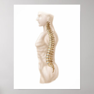 Poster Anatomia da coluna vertebral humana, deixada a