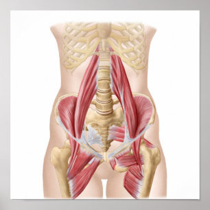 Pôster Anatomia Da Iliopsoa, Os Músculos Da anca Dorsal