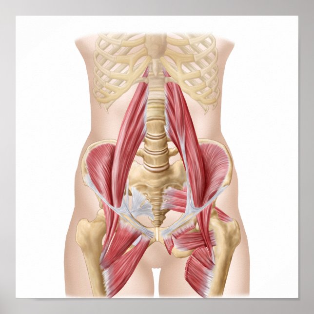 Pôster Anatomia Da Iliopsoa, Os Músculos Da anca Dorsal (Frente)
