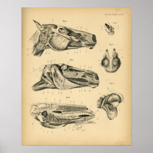 Pôster Anatomia da mandíbula do cavalo 1908 Vintage Impre