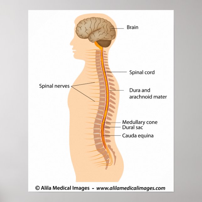 Pôster Anatomia da medula espinhal, desenho rotulado. (Frente)
